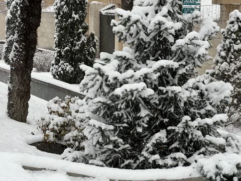 Branches covered with a layer of snow. The park area. Фото