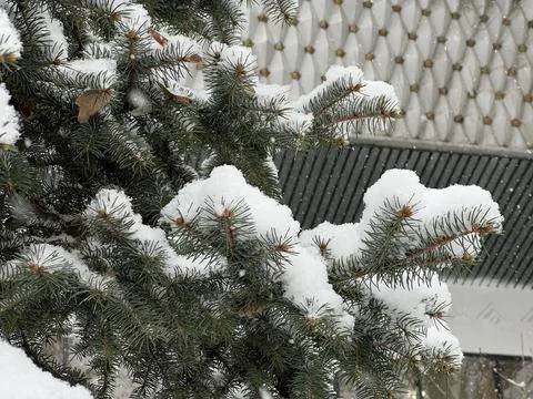 Branches covered with a layer of snow. The park area. Фото