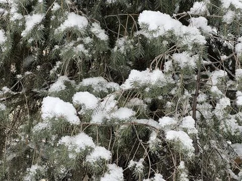 Branches covered with a layer of snow. The park area. 写真素材