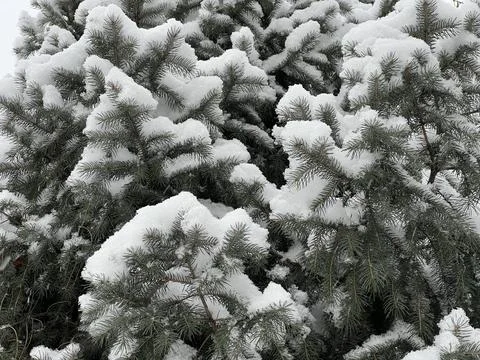 Branches covered with a layer of snow. The park area. Stockfoto's
