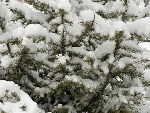 Branches covered with a layer of snow. The park area. Stock Photos