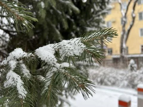 Branches covered with a layer of snow. The park area. 스톡 사진