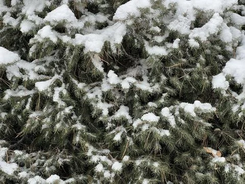 Branches covered with a layer of snow. The park area. Stockfoto's