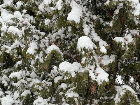Branches covered with a layer of snow. The park area. 스톡 사진