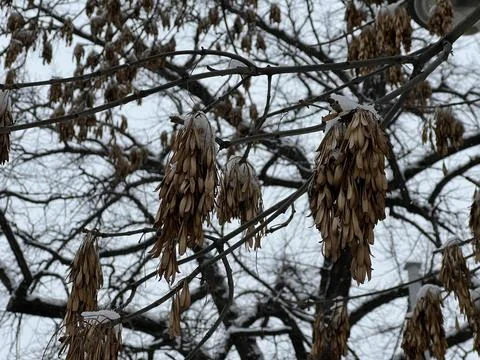 Branches covered with a layer of snow. The park area. Stock Photos