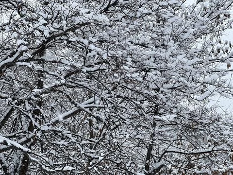 Branches covered with a layer of snow. The park area. 写真素材