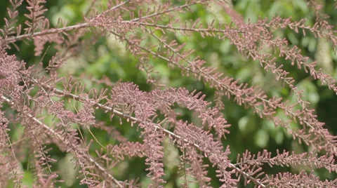 Branches covered with modified stems waving on wind Stock Footage 7766710