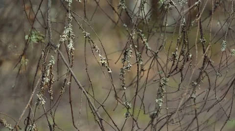Branches covered with moss and lichen sway in the wind Stock Footage 62764549