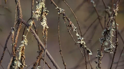 Branches covered with moss and lichen sway in the wind Stock Footage 62765500