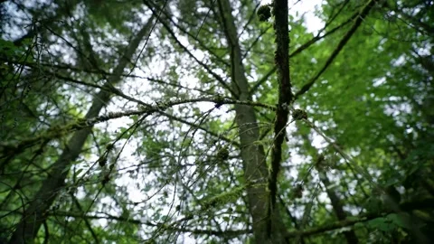 Branches Covered in Moss Video stock 171242774