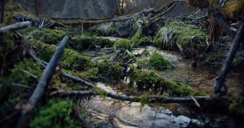 Branches covered by moss with a small stream flowing underneath in an alpine nat Stock Footage 129396260