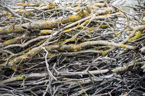 Branches covered with moss.Backgrounds,textures. Stock Photos