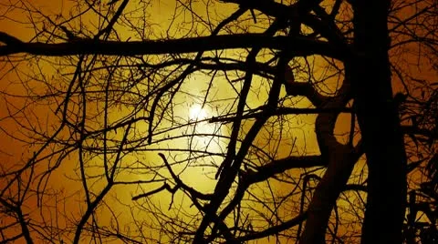 Branches covered sky and cloud. Stock Footage
