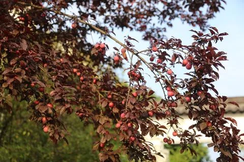 Branches covered with small purple-leaf cherry plum and dark burgundy leave.. Foto stock