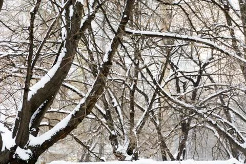 Branches covered with snow, chaotic pattern of branches. Stock Photos
