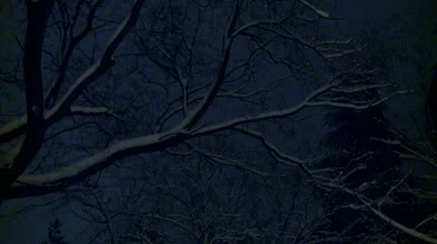 Branches covered with snow during the night 17 Video stock 10734748