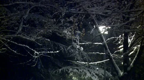 Branches covered with snow during the night 11 Stock Footage 10734835