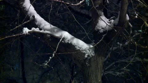 Branches covered with snow during the night 10 Stock Footage 10734841