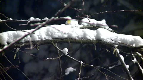 Branches covered with snow during the night 9 Stock Footage 10734845