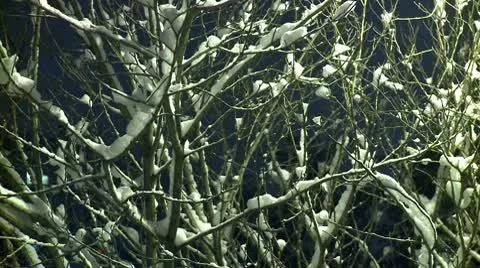 Branches covered with snow during the night 8 Stock Footage 10734880