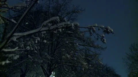 Branches covered with snow during the night 6 Stock Footage 10734919