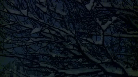 Branches covered with snow during the night 4 Stock Footage 10734924