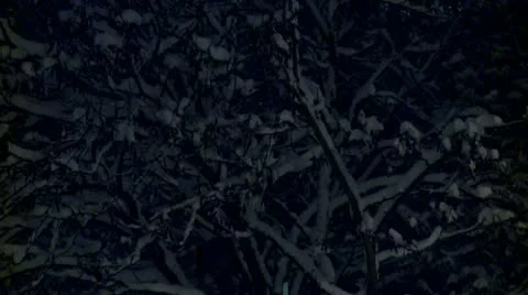 Branches covered with snow during the night 3 Stock Footage 10734937
