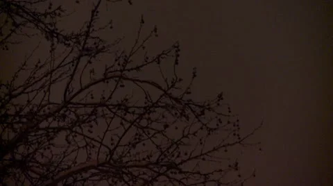 Branches covered with snow during the night 23 Stock Footage 10734971