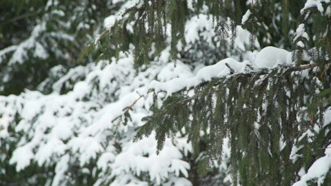 Branches Covered with Snow Stock Footage 98665077