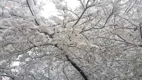Branches covered with snow Stock Footage 142741371