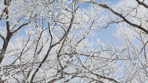 Branches covered with snow Video stock 303882503