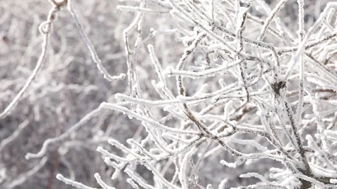 Branches covered with snow Video stock 303882506