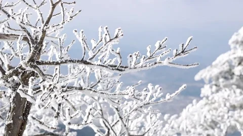 Branches covered with snow Video stock 303882511