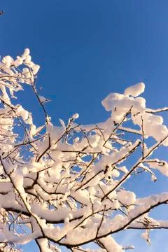 Branches covered with snow Stock Photos