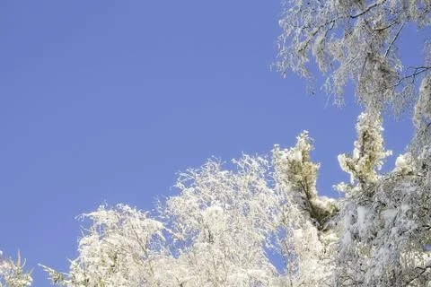 Branches covered with snow Stock Photos