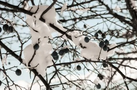 Branches covered with snow Foto stock