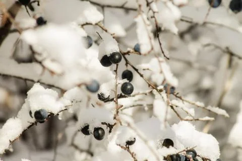 Branches covered with snow Stock Photos
