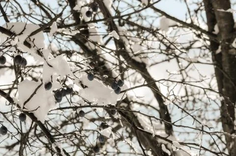 Branches covered with snow Foto stock