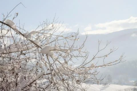 Branches covered with snow Stock-Fotos