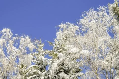 Branches covered with snow Stock Photos