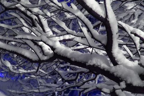 Branches covered with snow Foto stock