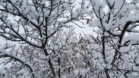 Branches covered with snow Stock Photos