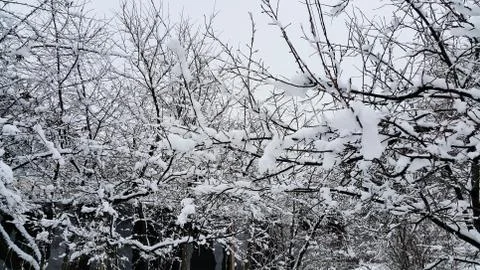Branches covered with snow Stock Photos
