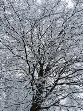Branches covered with snow Stock Photos