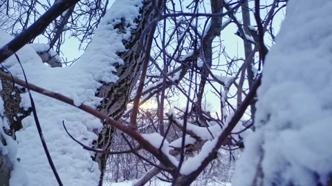 Branches covered with snow. Trees after snowfall. Falling snowflakes slow motion 動画素材 227002642