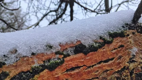 Branches covered with snow. Trees after snowfall. Falling snowflakes slow motion 動画素材 227004395