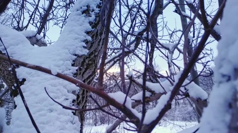 Branches covered with snow. Trees after snowfall. Falling snowflakes slow motion 動画素材 227005028