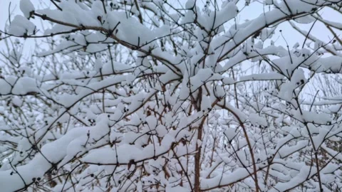 Branches covered with snow. Trees after snowfall. Falling snowflakes slow motion 動画素材 227005400