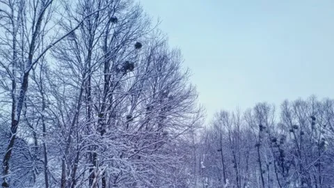 Branches covered with snow. Trees after snowfall. Falling snowflakes slow motion 動画素材 227005684