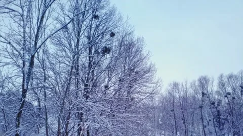 Branches covered with snow. Trees after snowfall. Falling snowflakes slow motion 動画素材 227005976